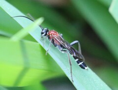 Pseudocillimus rubrithorax