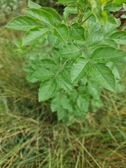 Heteromorpha arborescens
