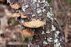 Hexagonia
