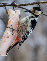 Dendrocopos leucotos