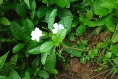 Ruellia tuberosa