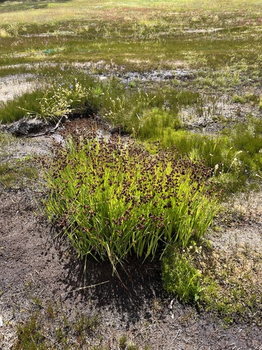 Juncus ensifolius