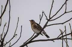 Turdus pilaris
