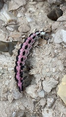 Nyctophila reichii