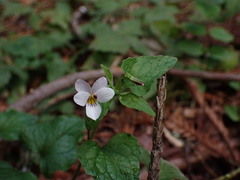 Viola ocellata