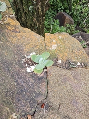 Kalanchoe thyrsiflora