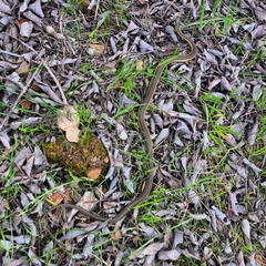 Thamnophis hammondii