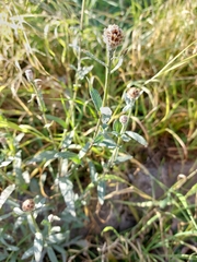 Centaurea jacea