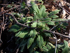 Phacelia nemoralis
