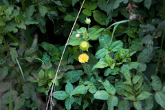 Abutilon sonneratianum