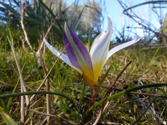 Romulea bulbocodium