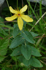 Hypericum richeri