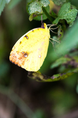Afrodryas leda