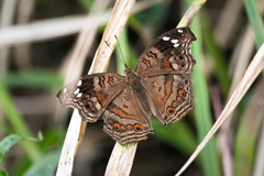 Junonia natalica natalica