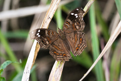 Junonia natalica natalica