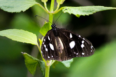 Amauris albimaculata