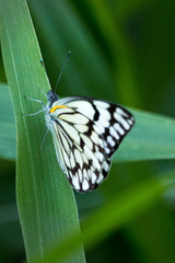 Belenois gidica abyssinica