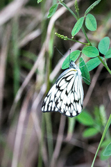 Belenois gidica abyssinica