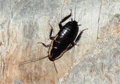 Drymaplaneta semivitta