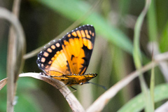 Byblia anvatara