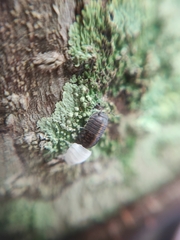 Oniscidea