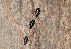 Drymaplaneta semivitta