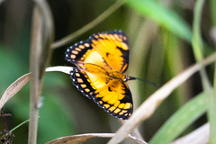 Byblia anvatara