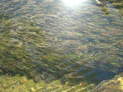 Ranunculus kauffmannii