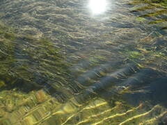 Ranunculus kauffmannii
