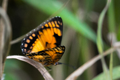 Byblia anvatara
