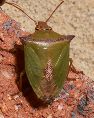 Cuspicona angustizona