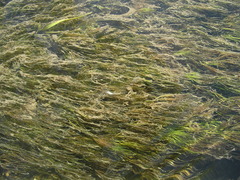 Ranunculus kauffmannii