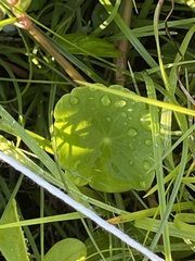 Hydrocotyle umbellata