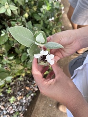 Barleria albostellata