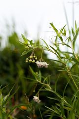 Gomphocarpus physocarpus
