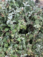 Barleria albostellata