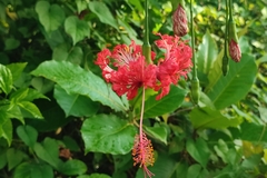 Hibiscus schizopetalus