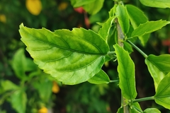 Hibiscus schizopetalus