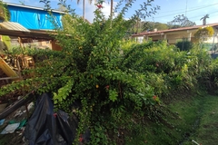 Hibiscus schizopetalus