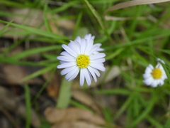 Brachyscome graminea