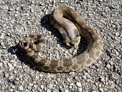 Heterodon platirhinos