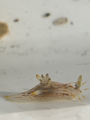 Polycera quadrilineata