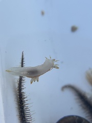 Polycera quadrilineata