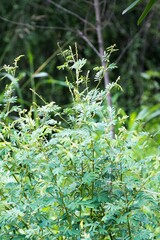 Tephrosia polystachya