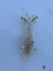 Polycera quadrilineata