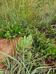 Kalanchoe thyrsiflora