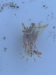 Polycera quadrilineata