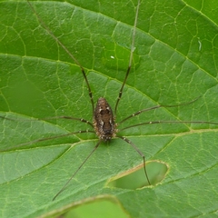 Leiobunum ventricosum