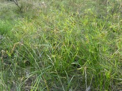 Cyperus vaginatus