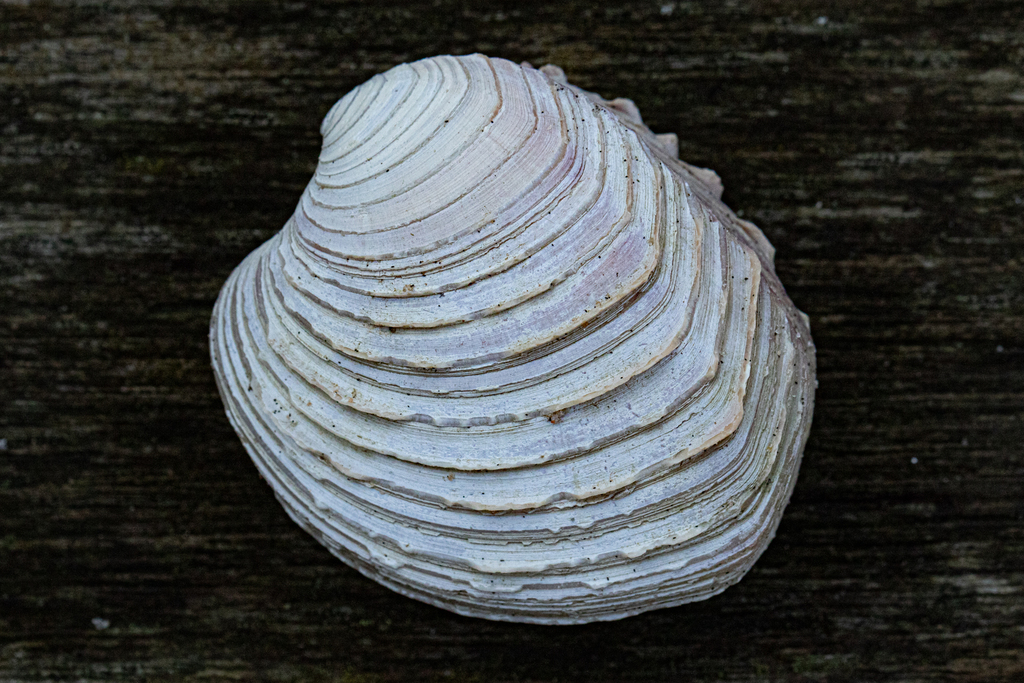 Circomphalus